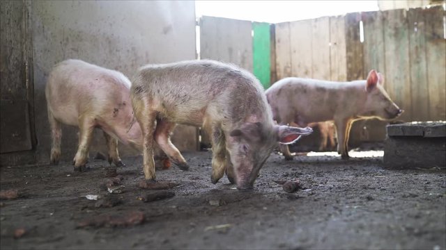 Young dirty pigs eat carrots. Dirty pig in a pigsty. Pigs eat carrots.
