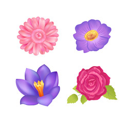 Flowers Set Poster Decor, Vector Illustration