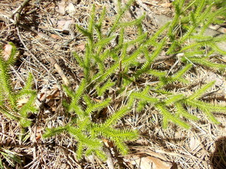 Лесные растения