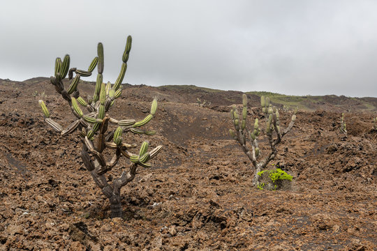 Sierra Negra Volcano, Isabella Island in Galapagos Islands, Ecua