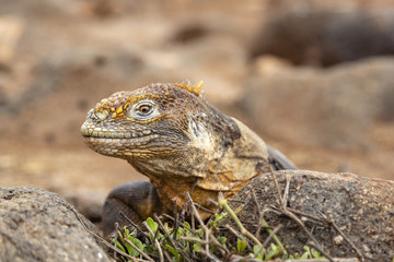 Obraz premium Galapagos Land Lguana (Conolophus subcristatus) in Galapagos Isl