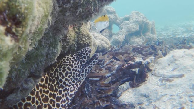 A Laced Moray, Gymnothorax Favagineus, Gets Visited By A Threadfin Butterflyfish, Chaetodon Auriga, On A Coral Reef In The Maldives.