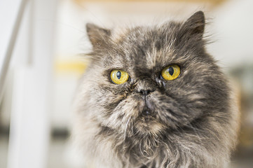 Chat persan gris