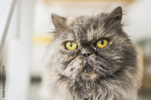Chat Persan Gris Stock Photo And Royalty Free Images On