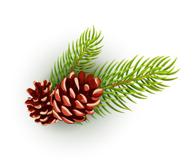 Fototapeta premium Vector pine cone, spruce tree branch, fir