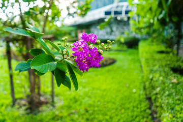 the floral it is  purple at beautiful on park and is blur