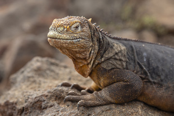 Galapagos Land Lguana (Conolophus subcristatus) in Galapagos Isl