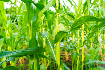 Corn Garden in the Light and Hot of Natural Temperatures