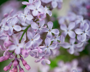 A flower of lilac.