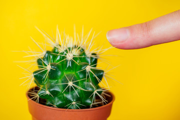 green cactus and finger pricked on the needle on a yellow background