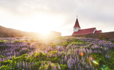 Lutheran church in Vik. The picturesque landscapes of forests and mountains. Wild blue lupine blooming in summer. Orange sunset in Iceland