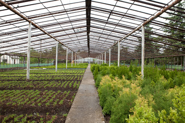 Multi-colored ornamental plants, shrubs and flowers grown for gardening in modern hydroponic greenhouse