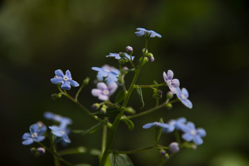 small blue flowers in sunny day