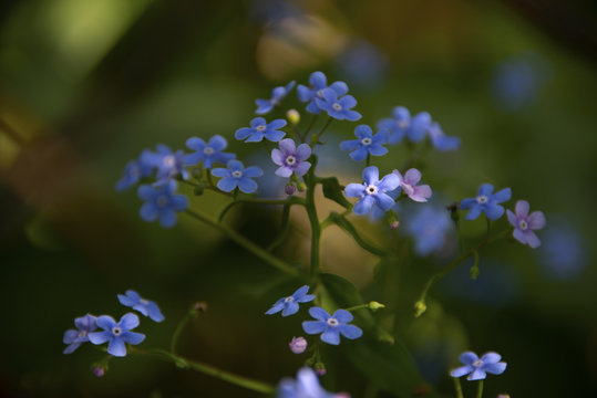 small blue flowers in sunny day