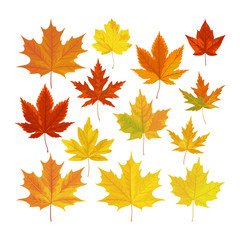 Naklejka na ściany i meble Vector illustration, set of bright realistic autumn leaves. Fall leaves background.