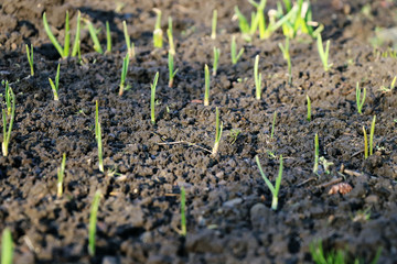 A small young plants in flat ground