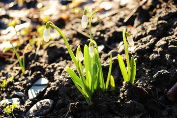 A beautiful morning and shining on galanthus nivalis
