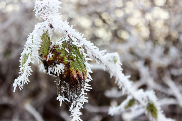 Winter frost