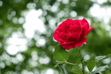 A wild red rose with raindrops in the garden.