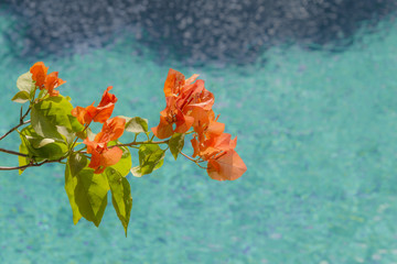 Fototapeta na wymiar Plumeria flowers on the beautiful blue beach