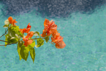 Plumeria flowers on the beautiful blue beach