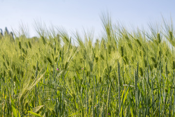 Field of wheat in spring