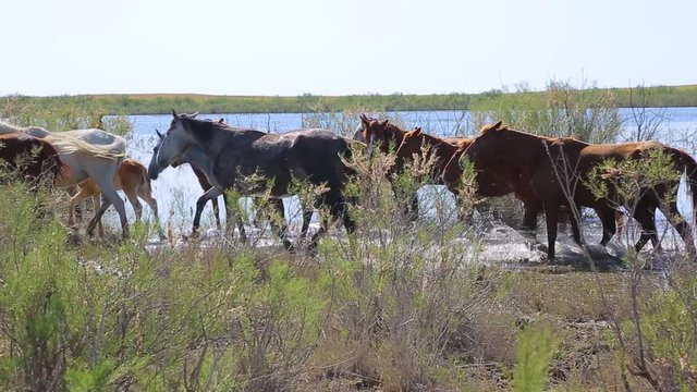 Camargue Horse, Mare and Foal eating Grass in Swamp, Saintes Marie de la Mer in The South of France, Real Time