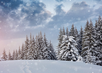 winter landscape trees and fence in hoarfrost, background with some soft highlights and snow flakes. Carpathian mountains, it is snowing. Ukraine, Europe