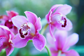 Fototapeta na wymiar Pink orchids design
