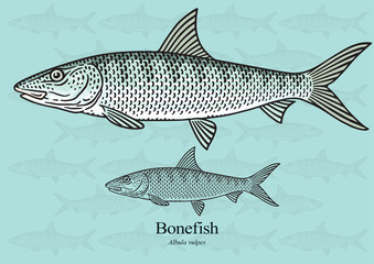 Bonefish. Vector illustration with refined details and optimized stroke that allows the image to be used in small sizes (in packaging design, decoration, educational graphics, etc.)