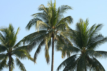 Fototapeta na wymiar Coconut trees on clear summer blue sky background