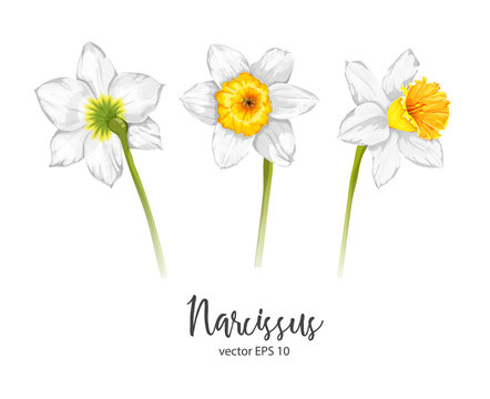 Vector daffodil, narcissus flower set
