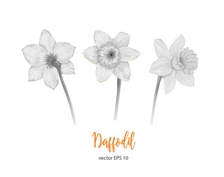Vector daffodil, narcissus flower set