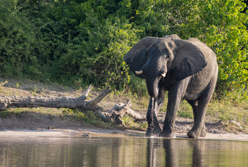 Elephant along the river