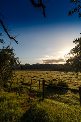 A field in the early morning sunrise, Knysna, South Africa.