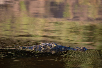 Crocodile