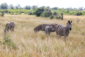 Fototapeta na wymiar Zebras in the Kruger national park, South Africa.