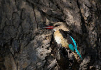 Brown Hooded Kingfisher 2