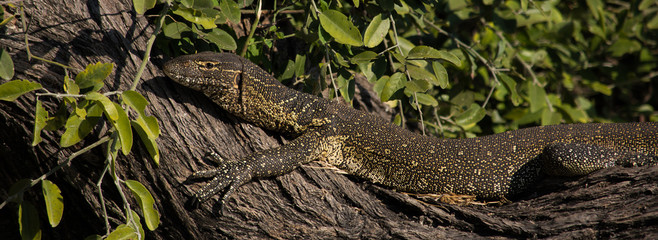 Water Monitor closeup