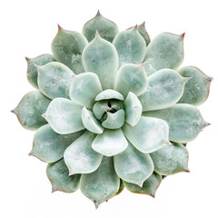 Beautiful pattern of green succulents isolated on white background. Flat lay, top view.