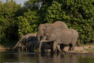 Obraz premium Elephant family drinking