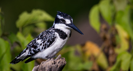 Pied Kingfisher portrait