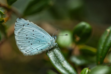 Blue beauty!