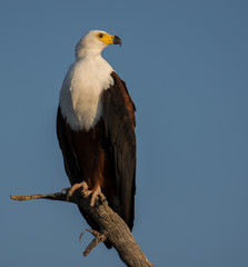 African Fish Eagle