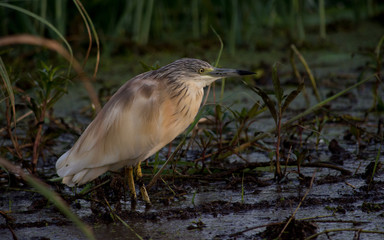 Squacco Heron