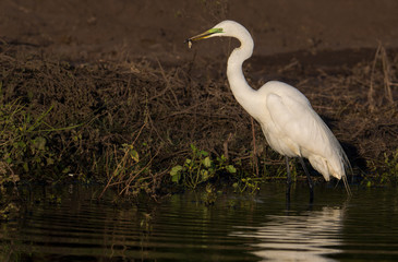 Great Egret