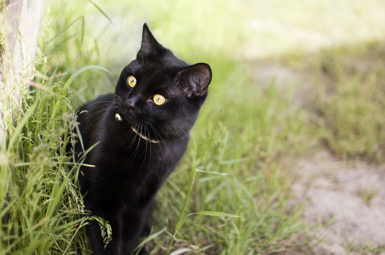 Black cat looks at the green grass in the garden