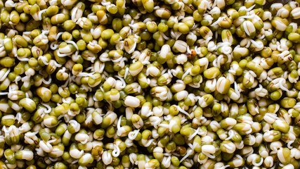 germinated mung beans or mush beans, top view