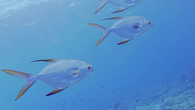 Underwater Shot Of A School Of Snub Nosed Dart, Trachinotus Blochii, Patrolling In The Blue Sea In The Maldives.