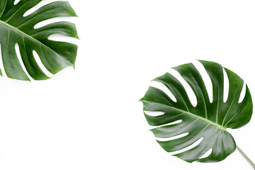Fototapeta na wymiar Tropical palm leaves Monstera on white background. Flat lay, top view minimal concept.